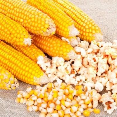 Семена кукурузы попкорн Эстрелла F1 (95дней) (2 500 сем.) Lark Seeds